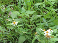 Pseudozizeeria maha okinawana