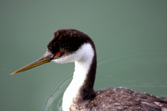 Aechmophorus occidentalis