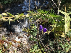 Aconitum ferox