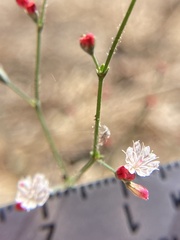 Eriogonum apiculatum