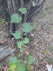 Vitis monticola