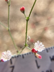 Eriogonum apiculatum
