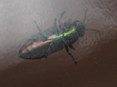 Melobasis occidentalis