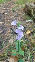 Lobelia elongata