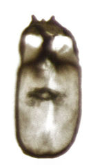 Peripsocus maoricus