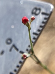 Eriogonum apiculatum