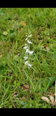 Spiranthes vernalis
