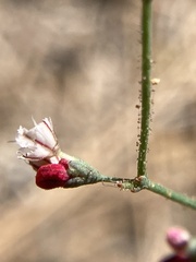 Eriogonum apiculatum