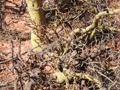 Parkinsonia