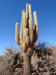 Trichocereus atacamensis