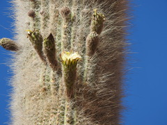 Trichocereus atacamensis
