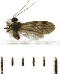 Peripsocus maoricus
