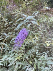 Buddleja