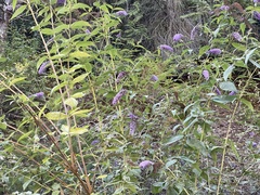 Buddleja