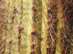 Trichocereus atacamensis