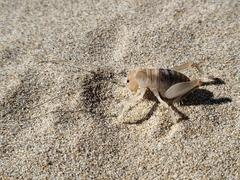 Rhachocnemis validus