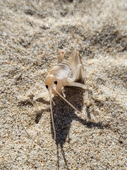 Rhachocnemis validus