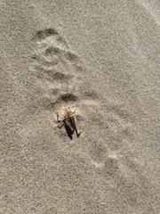 Rhachocnemis validus