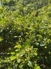 Ligustrum japonicum