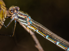 Austrolestes annulosus
