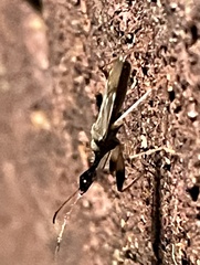 Myodocha serripes