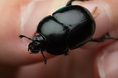 Trypocopris pyrenaeus