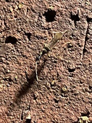 Myodocha serripes