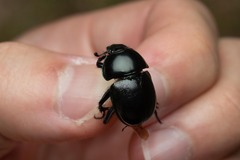 Trypocopris pyrenaeus