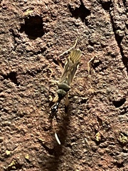 Myodocha serripes