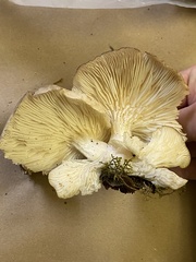 Pleurotus ostreatus