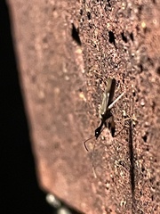 Myodocha serripes