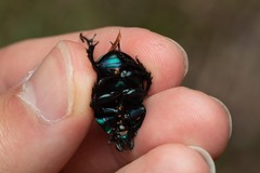 Trypocopris pyrenaeus