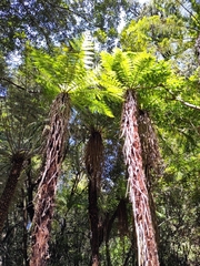Cyathea smithii