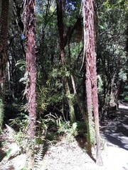 Cyathea smithii