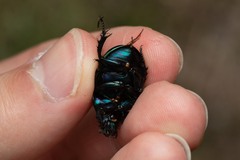 Trypocopris pyrenaeus