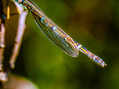 Austrolestes annulosus