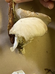 Pleurotus ostreatus