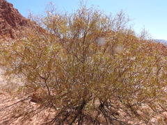 Schinus molle