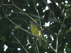 Cyclarhis gujanensis