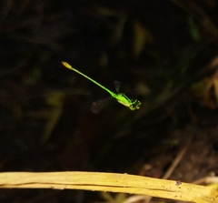 Agriocnemis kalinga
