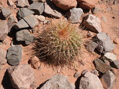 Trichocereus atacamensis
