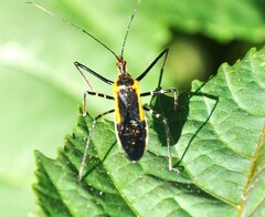 Zelus longipes
