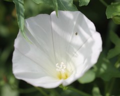 Calystegia macrostegia
