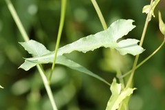 Calystegia macrostegia