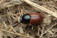 Aphodius