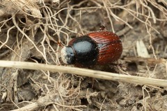 Aphodius