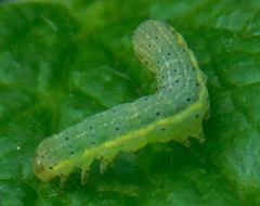 Lepidoptera