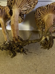 Lactarius luculentus