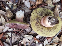 Boletus regineus