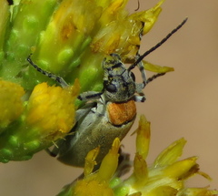 Epicauta wheeleri